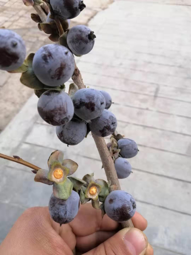 软枣，精品香甜可口，大山特产，可以存放，量大从优