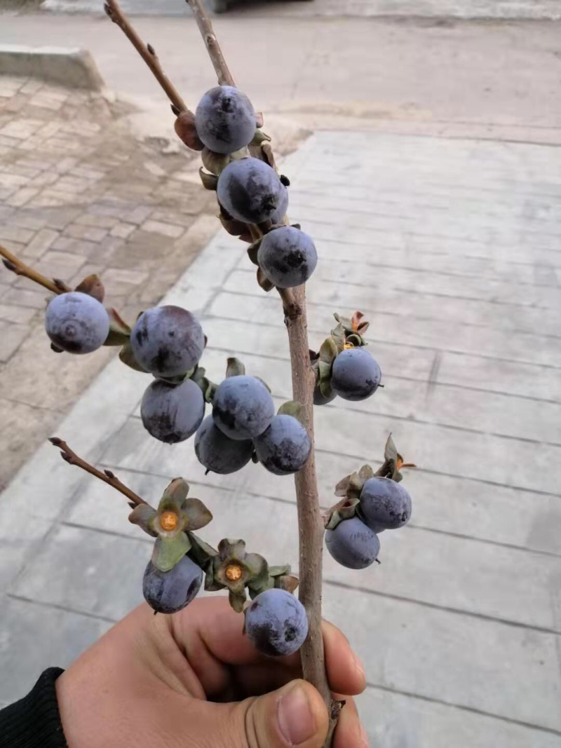 软枣，精品香甜可口，大山特产，可以存放，量大从优