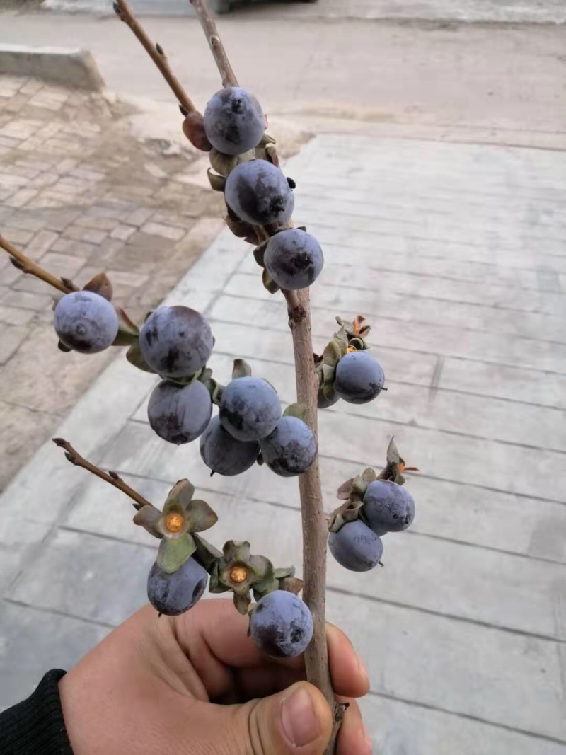 软枣，精品香甜可口，大山特产，可以存放，量大从优