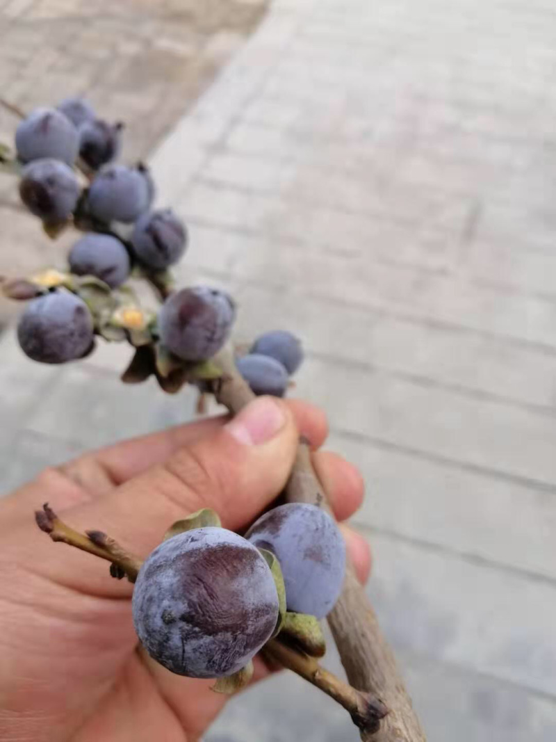 软枣，精品香甜可口，大山特产，可以存放，量大从优