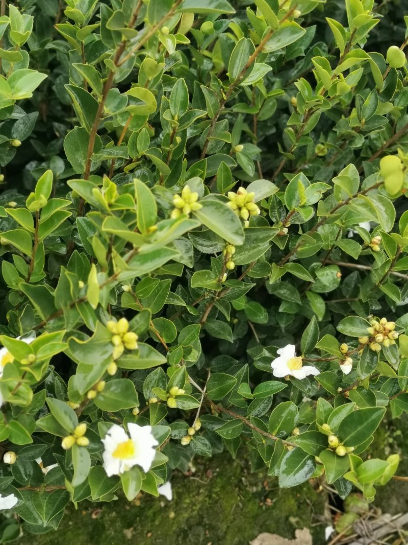 白花油茶苗25～60可开两证一签