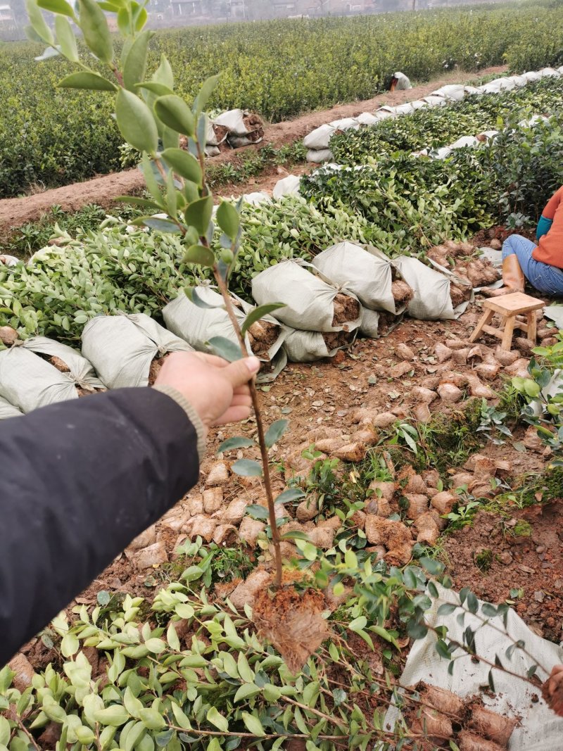 油茶苗杯苗高产油茶苗不包邮