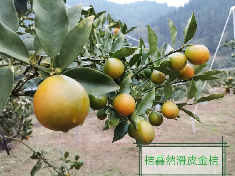 【聚便宜】一件包邮广西融安滑皮金桔新鲜水果5斤装