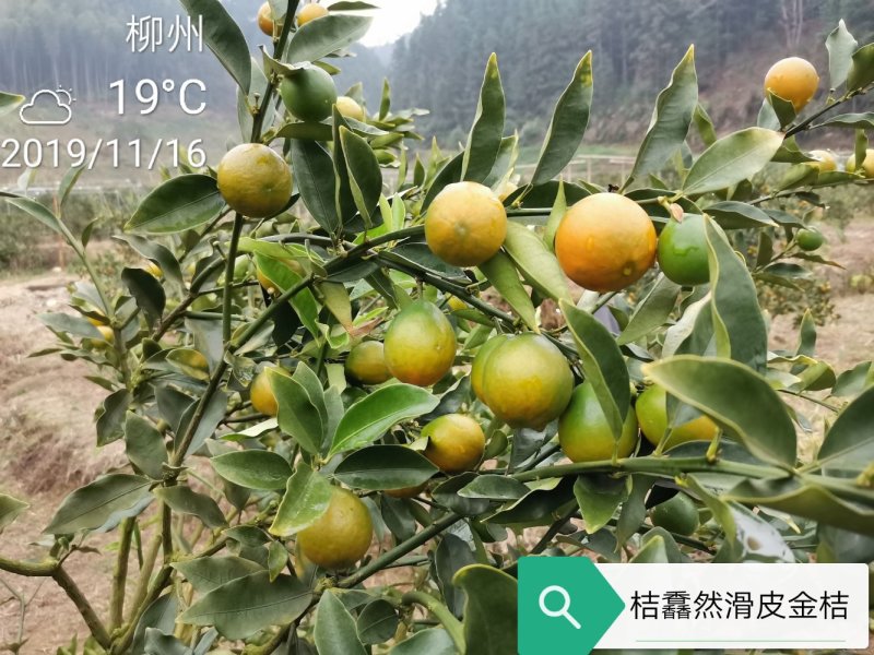 【聚便宜】一件包邮广西融安滑皮金桔新鲜水果5斤装