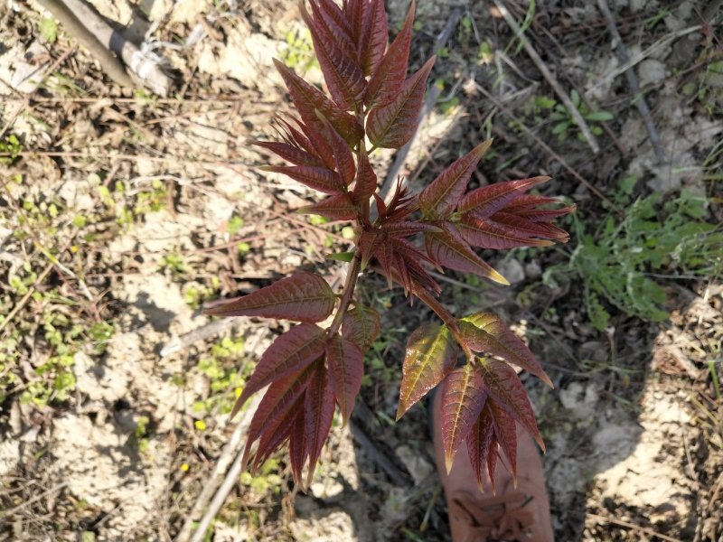 香椿！过年不打洋！黑油香椿树苗供应商！致富经济树