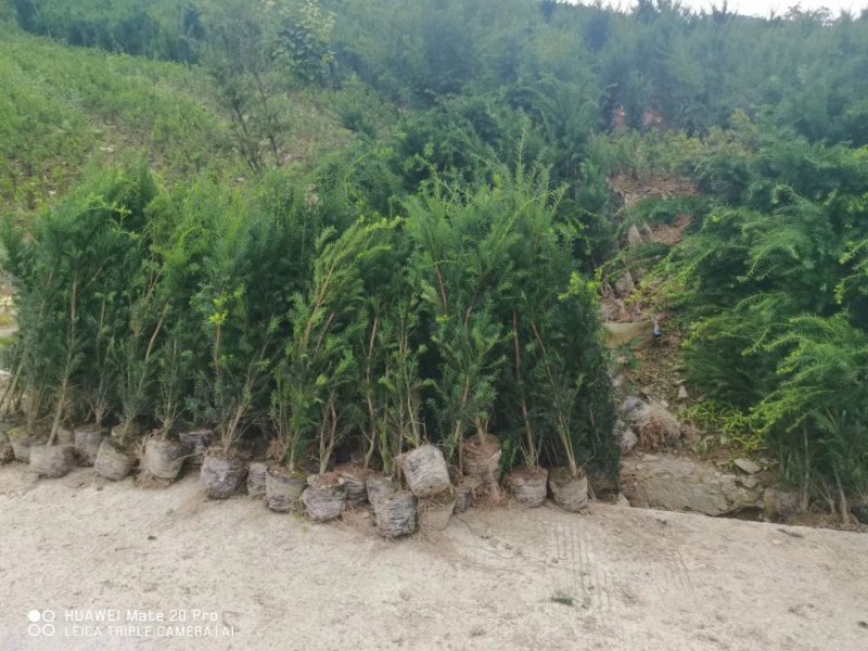 夏禹林苗木曼地亚红豆杉杯苗红豆杉小苗