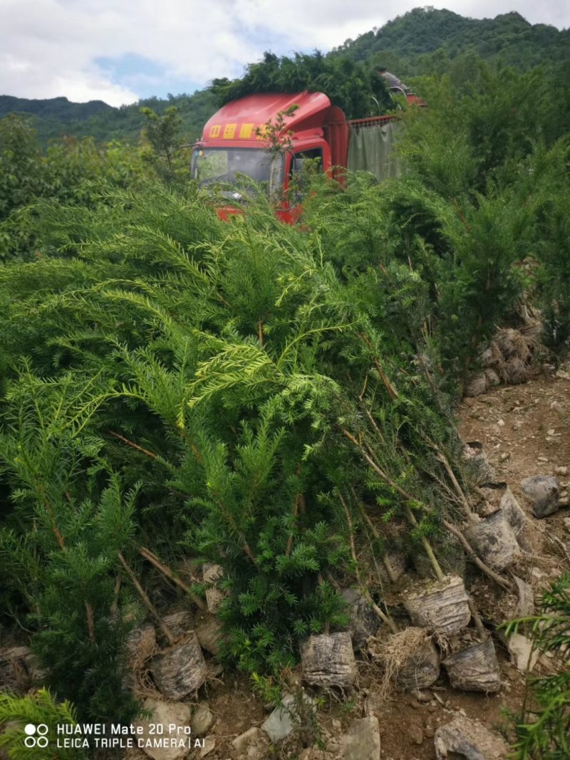 夏禹林苗木曼地亚红豆杉杯苗红豆杉小苗