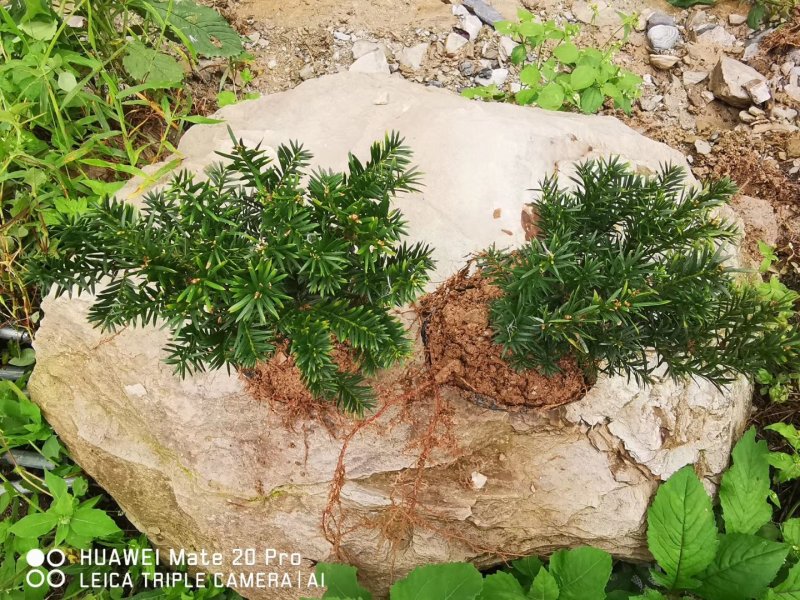 夏禹林苗木曼地亚红豆杉杯苗红豆杉小苗