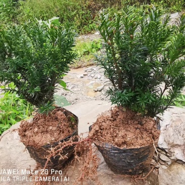 夏禹林苗木曼地亚红豆杉杯苗红豆杉小苗