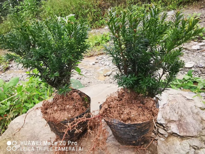 夏禹林苗木曼地亚红豆杉杯苗红豆杉小苗