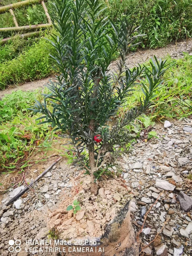 夏禹林苗木曼地亚红豆杉杯苗红豆杉小苗