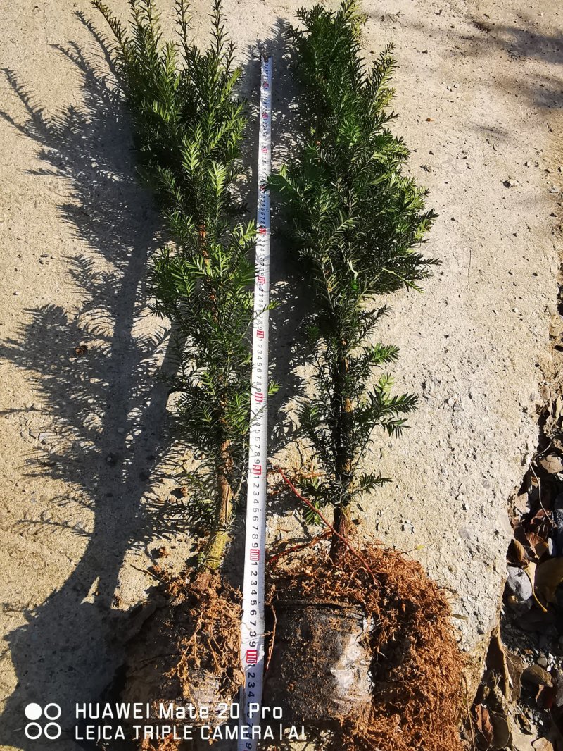 夏禹林苗木曼地亚红豆杉杯苗红豆杉小苗