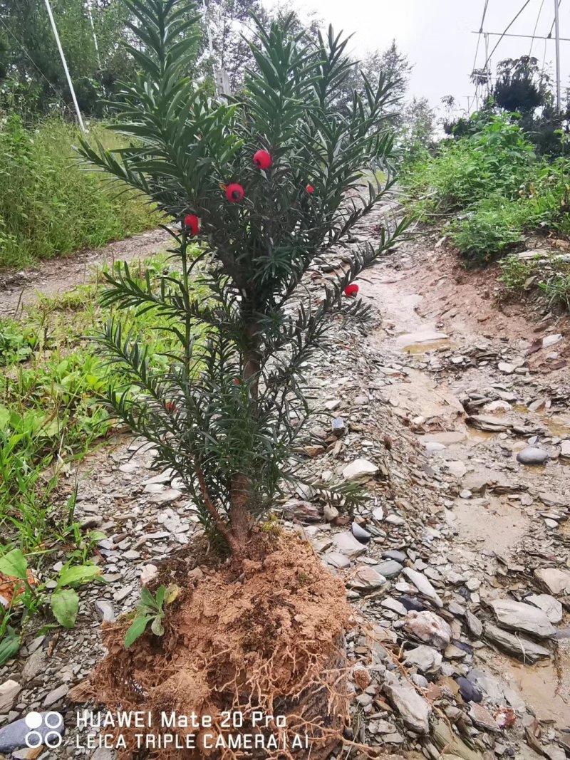 夏禹林苗木曼地亚红豆杉杯苗红豆杉小苗