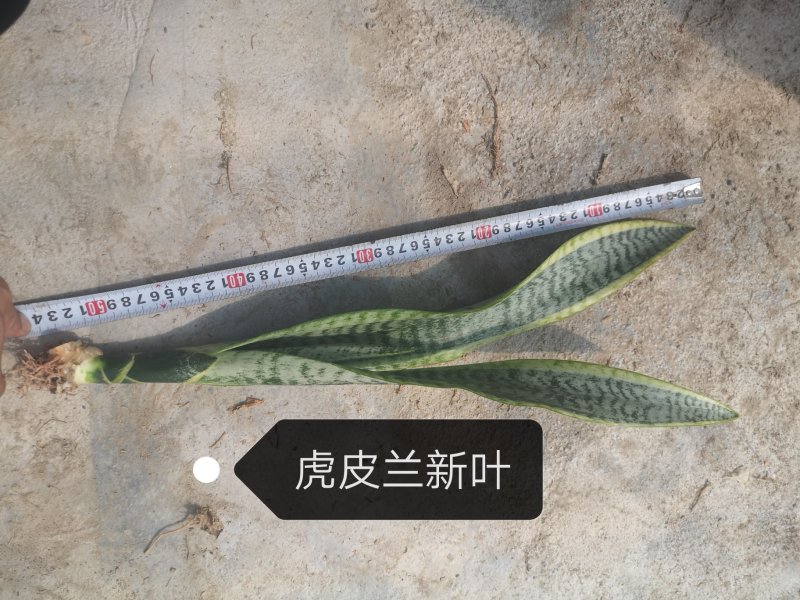 虎皮兰，基地直销，品种齐全，基地批发价，不包邮