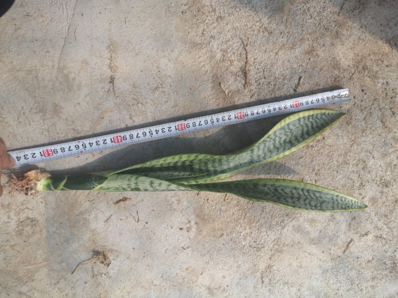 虎皮兰，基地直销，品种齐全，基地批发价，不包邮