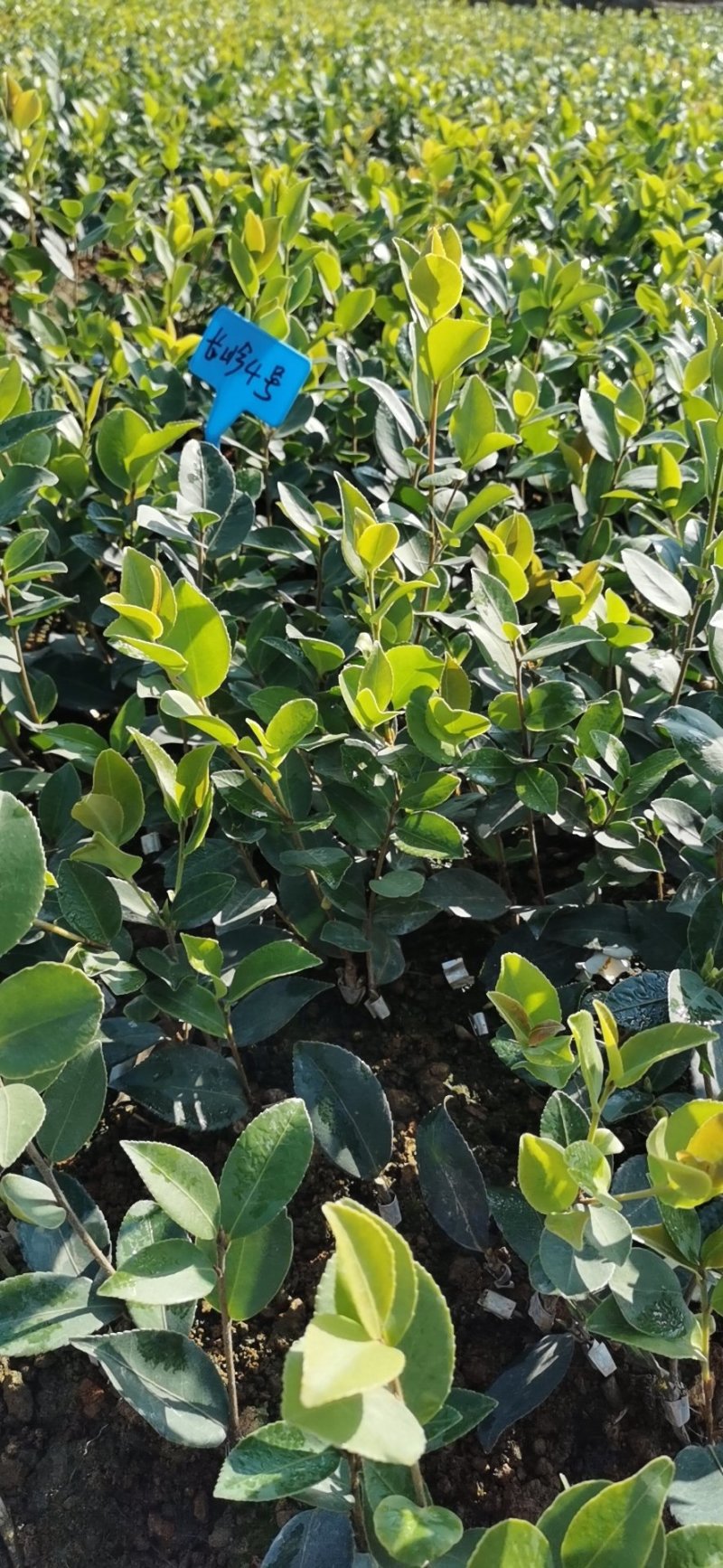 油茶苗长林系列颗裸根苗10-20Cm高产嫁接大果皮薄