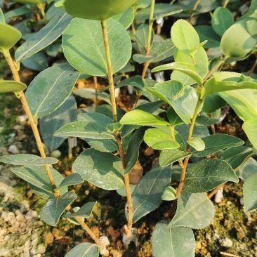 油茶苗长林系列颗裸根苗10-20Cm高产嫁接大果皮薄
