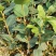油茶苗长林系列颗裸根苗10-20Cm高产嫁接大果皮薄