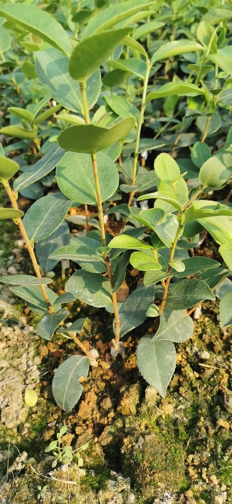 油茶苗长林系列颗裸根苗10-20Cm高产嫁接大果皮薄