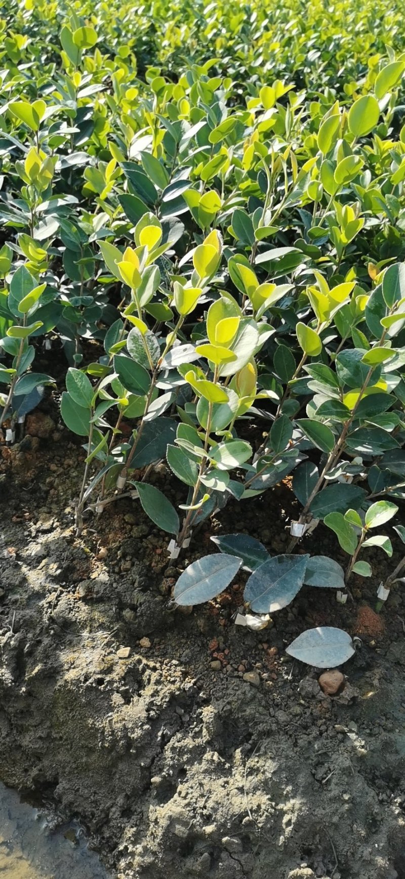 油茶苗长林系列颗裸根苗10-20Cm高产嫁接大果皮薄