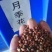 大花月季花苗盆栽月季苗四季开花花卉浓香欧月阳台庭院