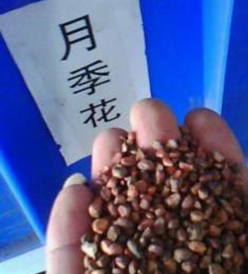 大花月季花苗盆栽月季苗四季开花花卉浓香欧月阳台庭院