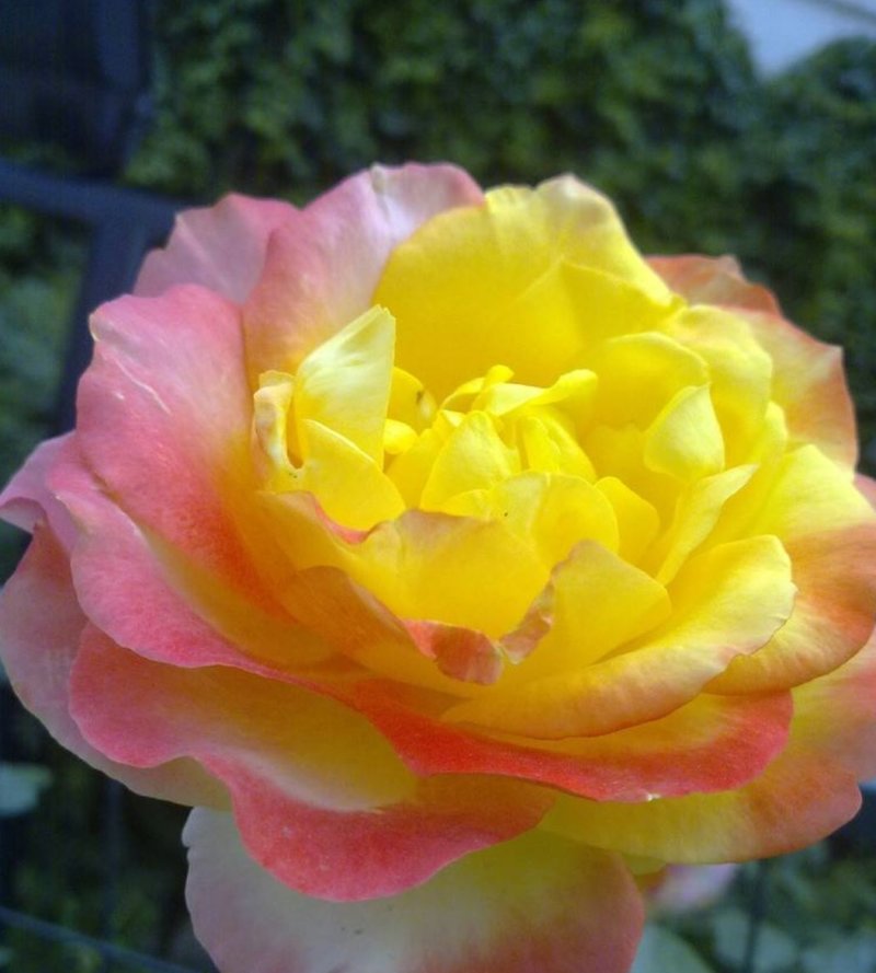 大花月季花苗盆栽月季苗四季开花花卉浓香欧月阳台庭院