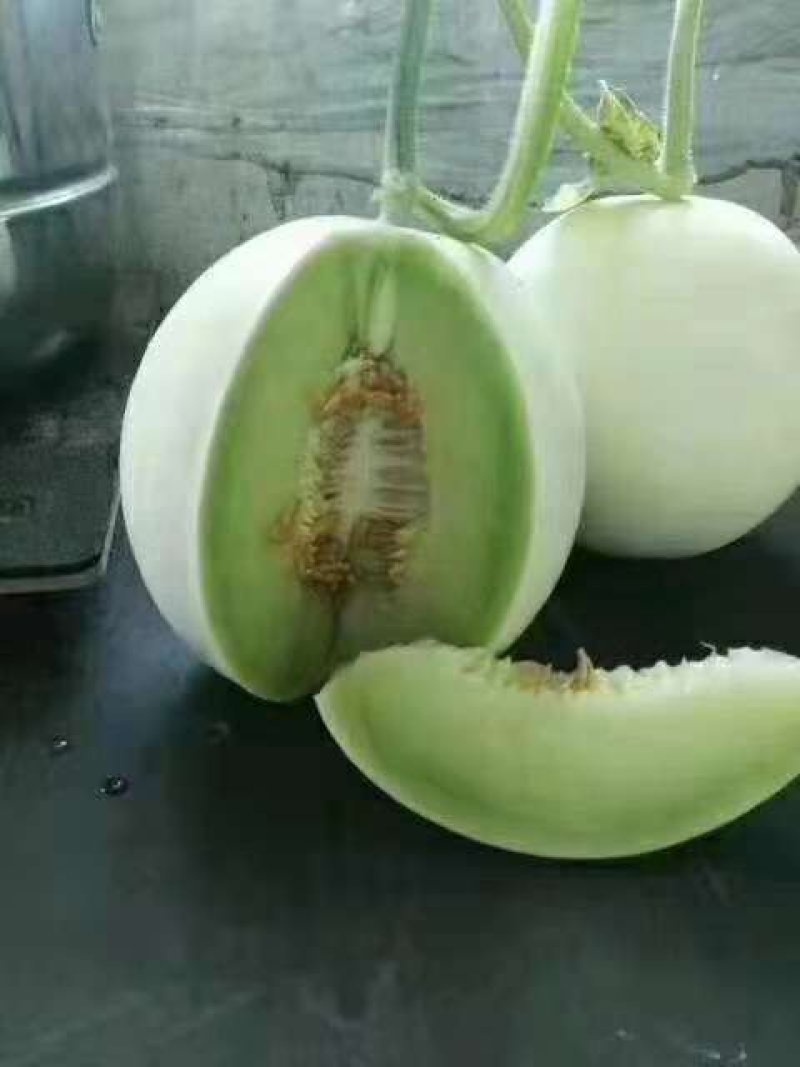 玉菇甜瓜冰清玉菇产地直供一手货源，大量现货