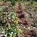 黄树莓苗，双季黄树莓苗，红树莓苗，现在开始栽苗，当年挂果