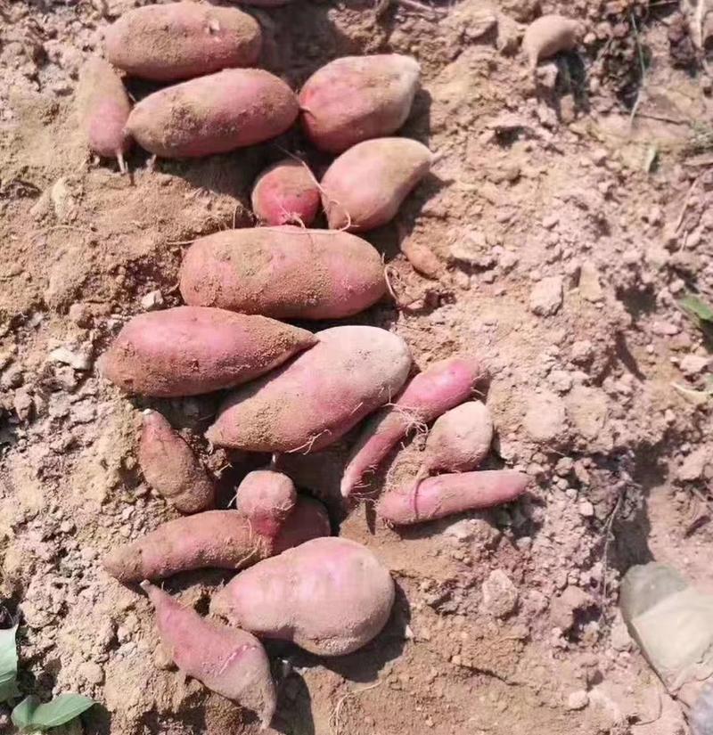 红薯粉条粉丝山东特产农家纯手工自制地瓜红薯粉条细粉5斤