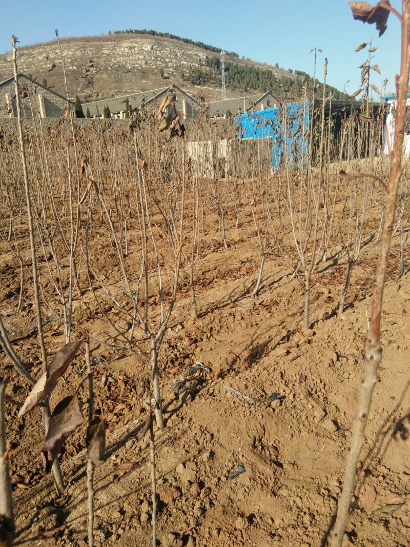 【热卖中】矮化樱桃树吉塞拉砧木大樱桃树樱桃树栽植管理