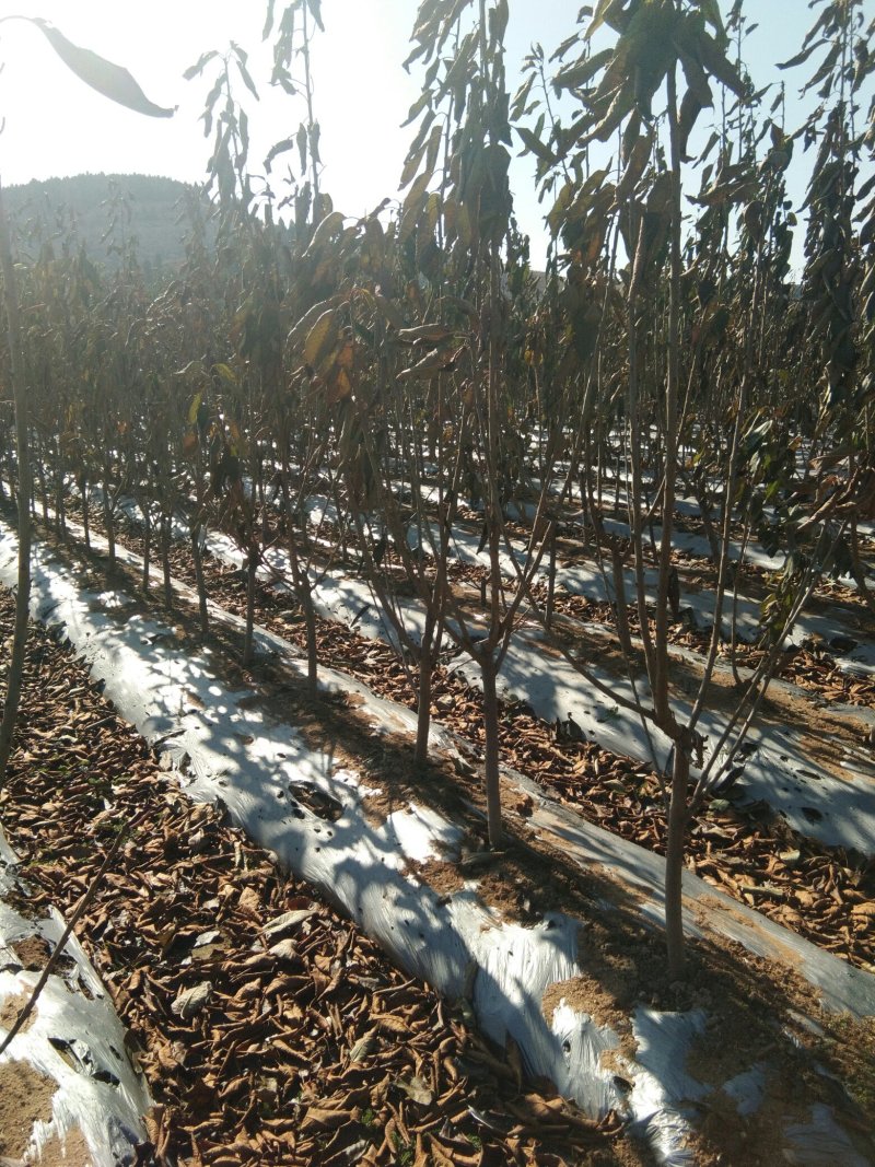 【热卖中】矮化樱桃树吉塞拉砧木大樱桃树樱桃树栽植管理