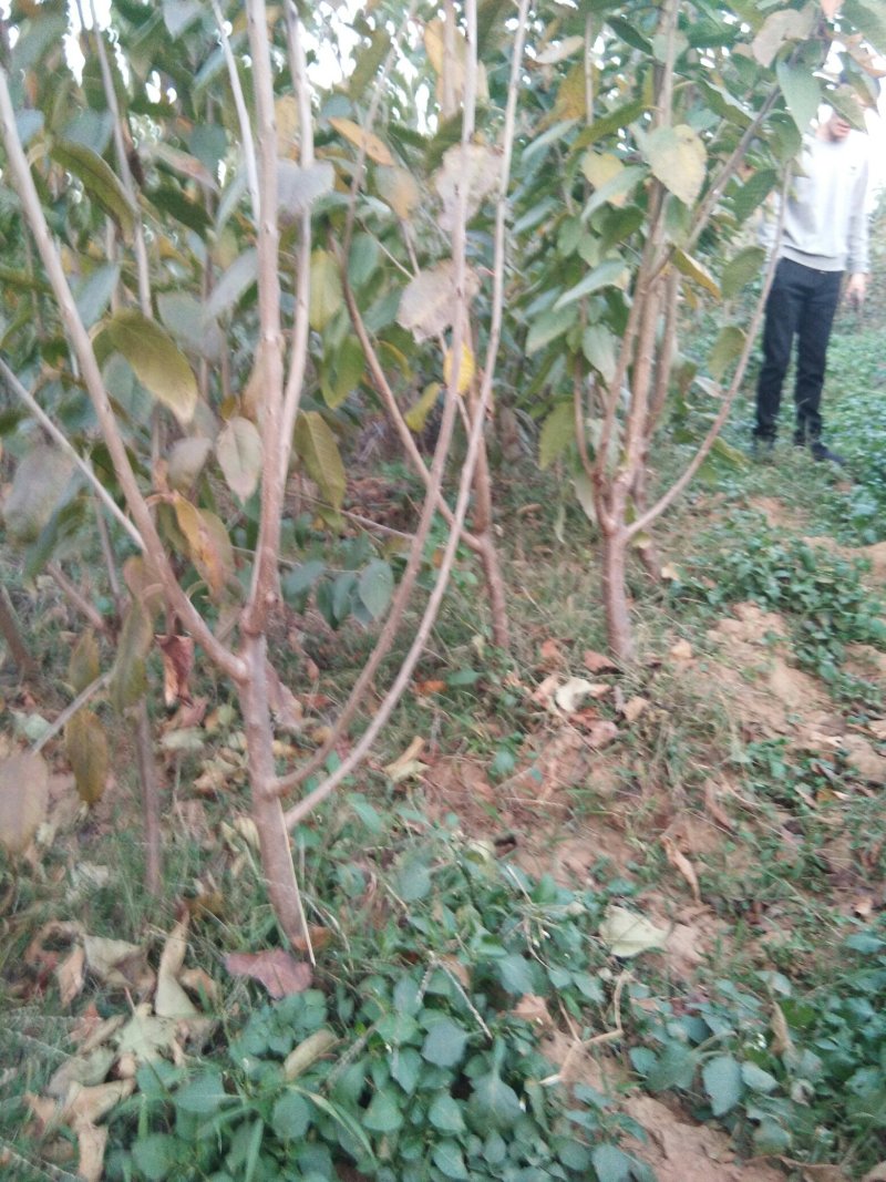 【热卖中】矮化樱桃树吉塞拉砧木大樱桃树樱桃树栽植管理