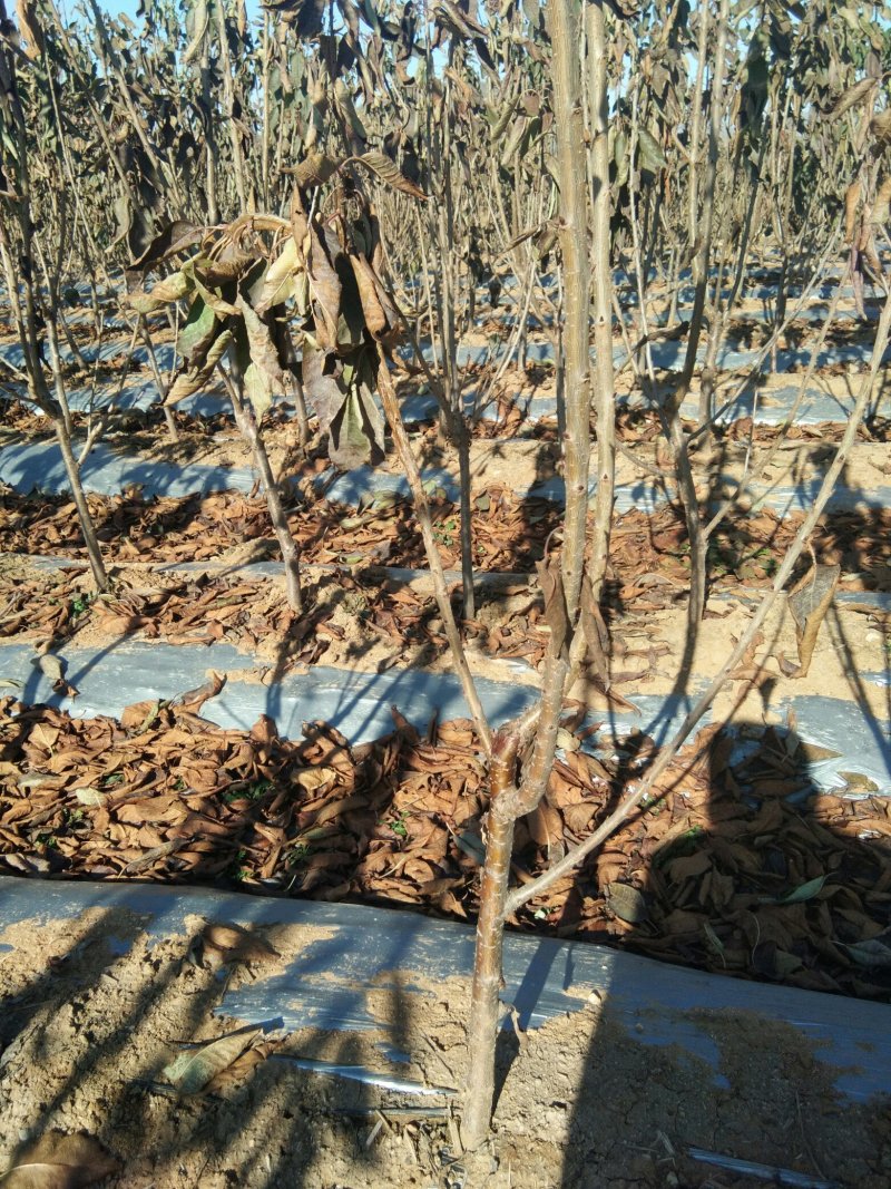 【热卖中】矮化樱桃树吉塞拉砧木大樱桃树樱桃树栽植管理