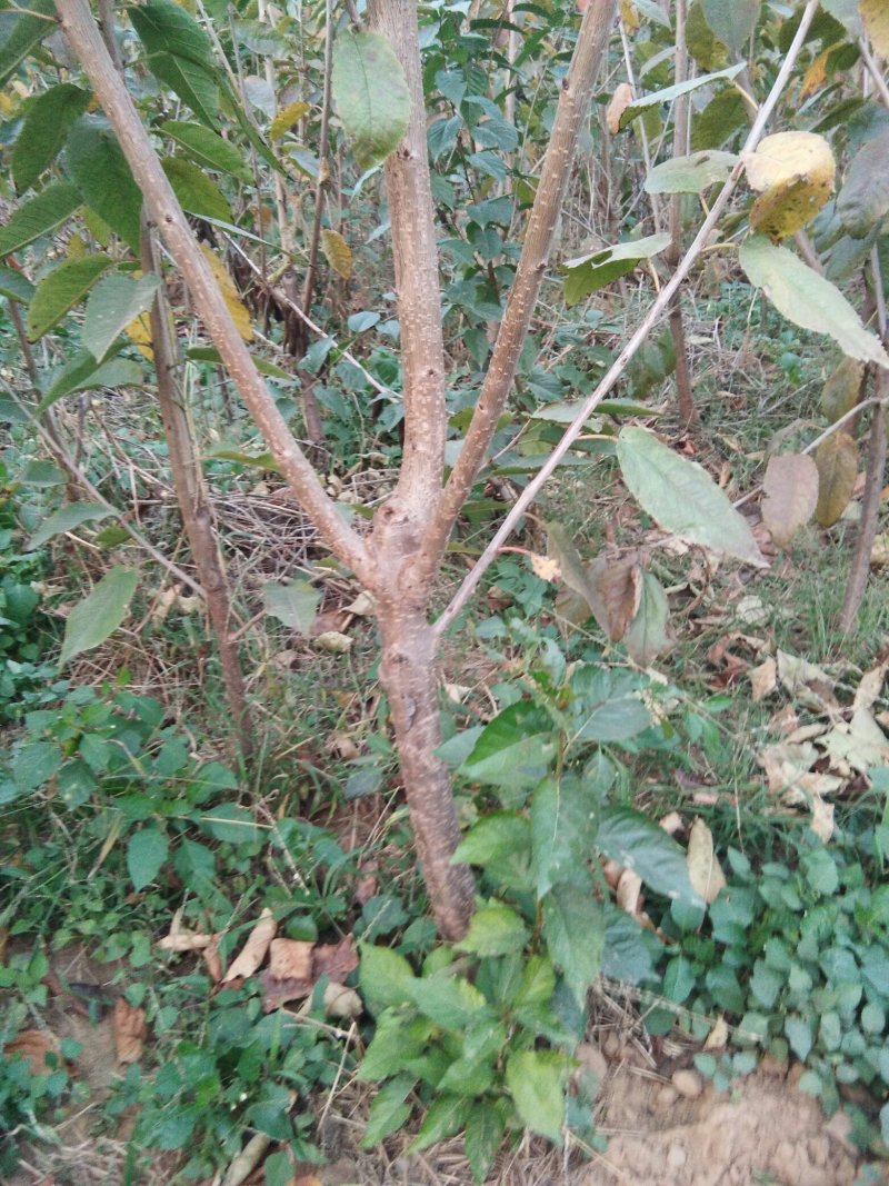 【热卖中】矮化樱桃树吉塞拉砧木大樱桃树樱桃树栽植管理