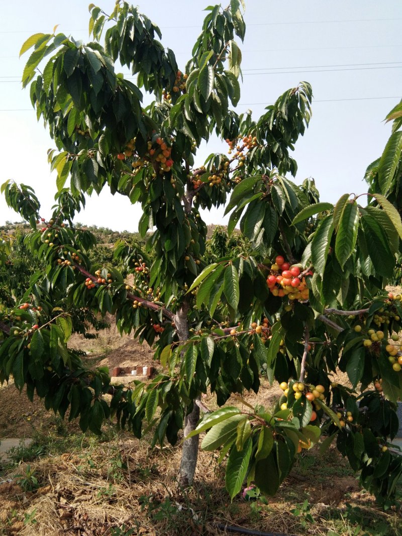 【热卖中】矮化樱桃树吉塞拉砧木大樱桃树樱桃树栽植管理