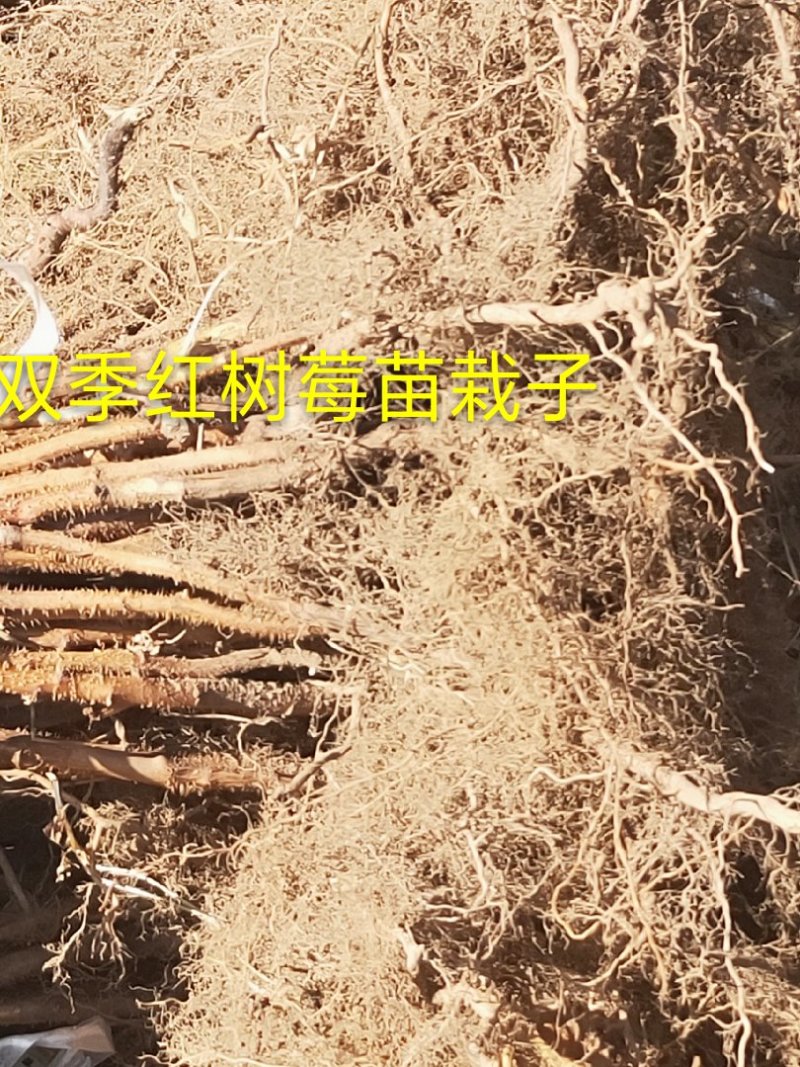 树莓苗，红树莓苗，黄树莓，黑树莓苗以上品种保证质量，纯度