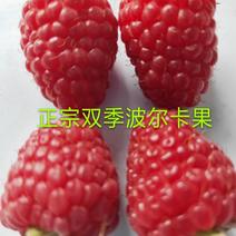 树莓苗，红树莓苗，黄树莓，黑树莓苗以上品种保证质量，纯度
