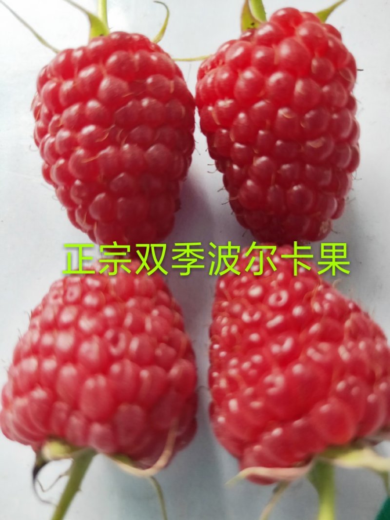 树莓苗，红树莓苗，黄树莓，黑树莓苗以上品种保证质量，纯度