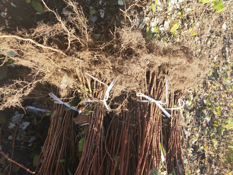 树莓苗，红树莓苗，黄树莓，黑树莓苗以上品种保证质量，纯度