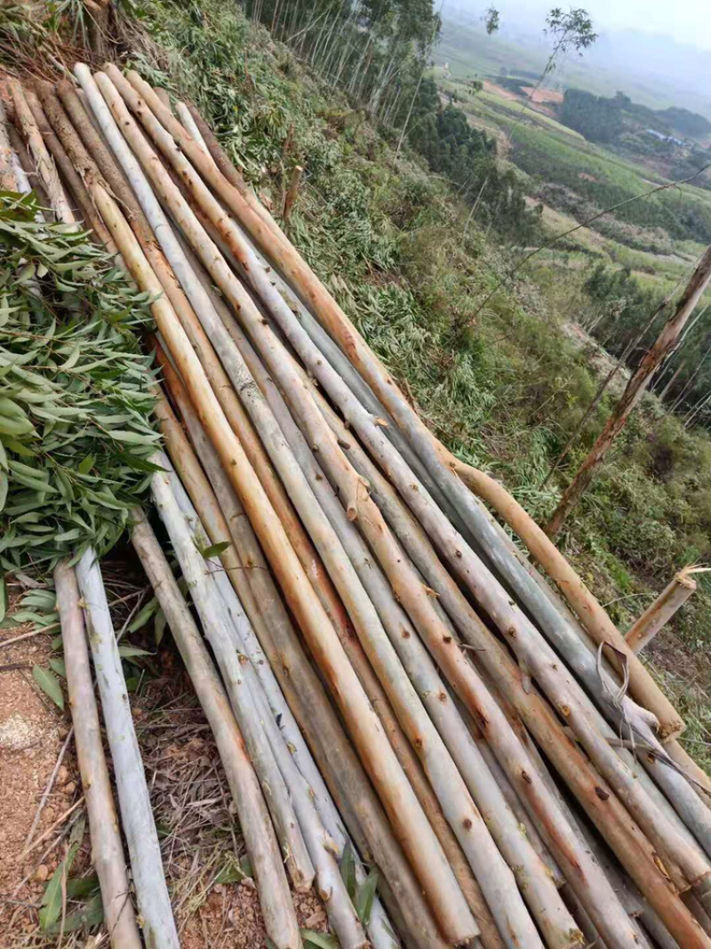 4米桉木，顶同