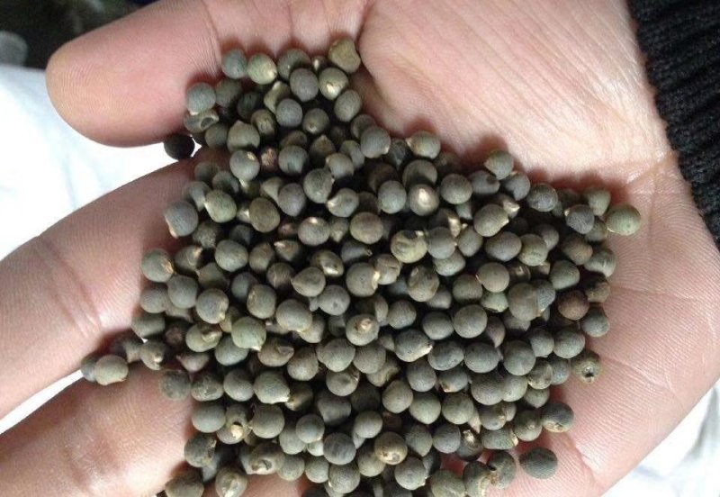 【优质】杂交种黄秋葵种子一代杂交果实均匀口感好