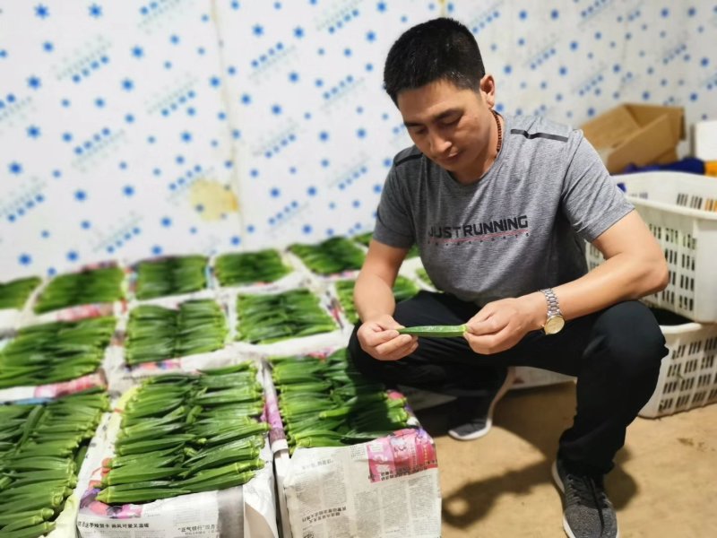 【优质】杂交种黄秋葵种子一代杂交果实均匀口感好