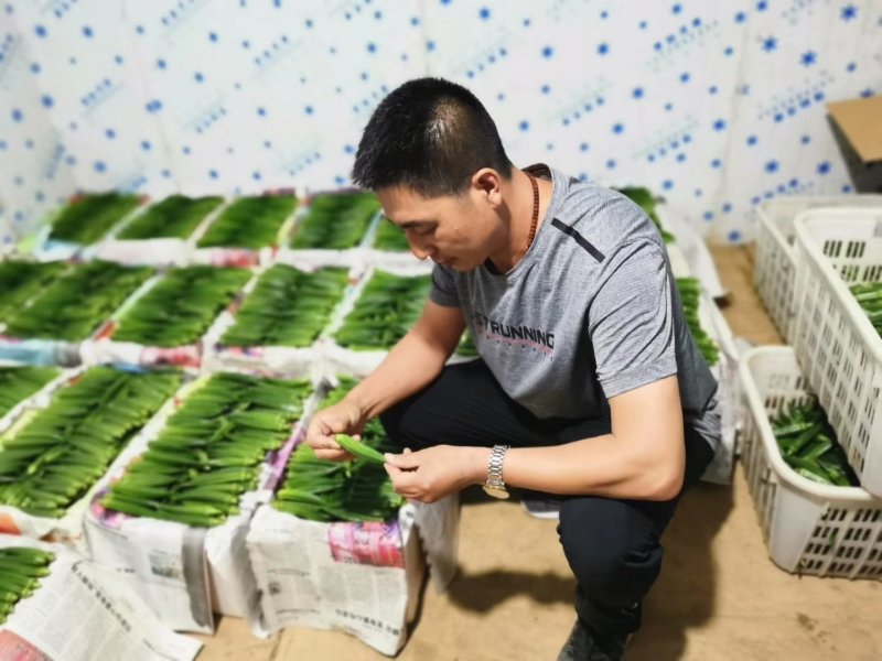【优质】杂交种黄秋葵种子一代杂交果实均匀口感好