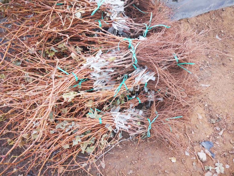 翠香猕猴桃苗保证纯度基地直供提供种植技