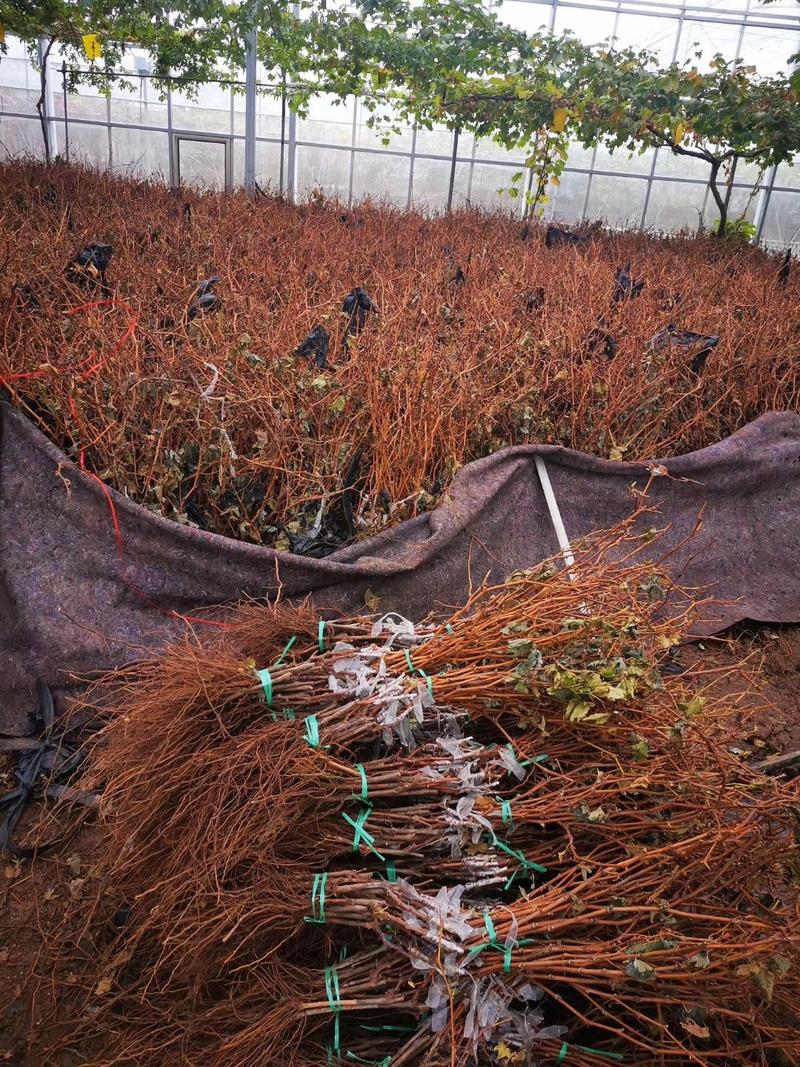 翠香猕猴桃苗保证纯度基地直供提供种植技