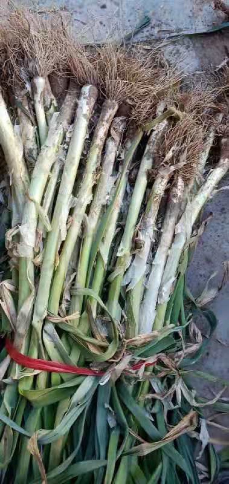 四季蒜苗白根杆长60叶片好粗细都有
