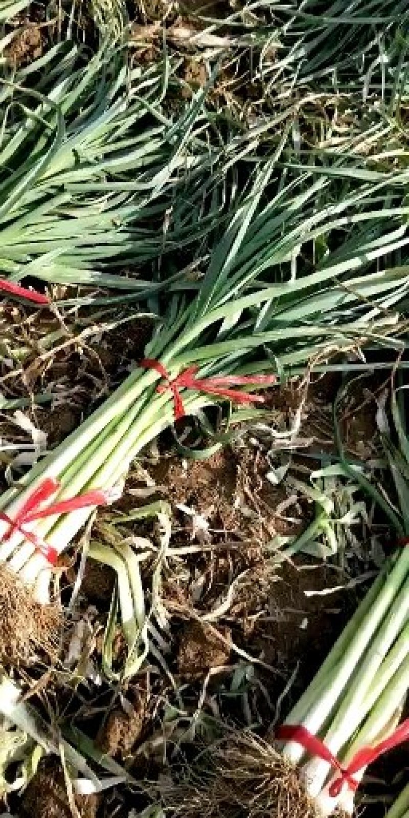 四季蒜苗白根杆长60叶片好粗细都有