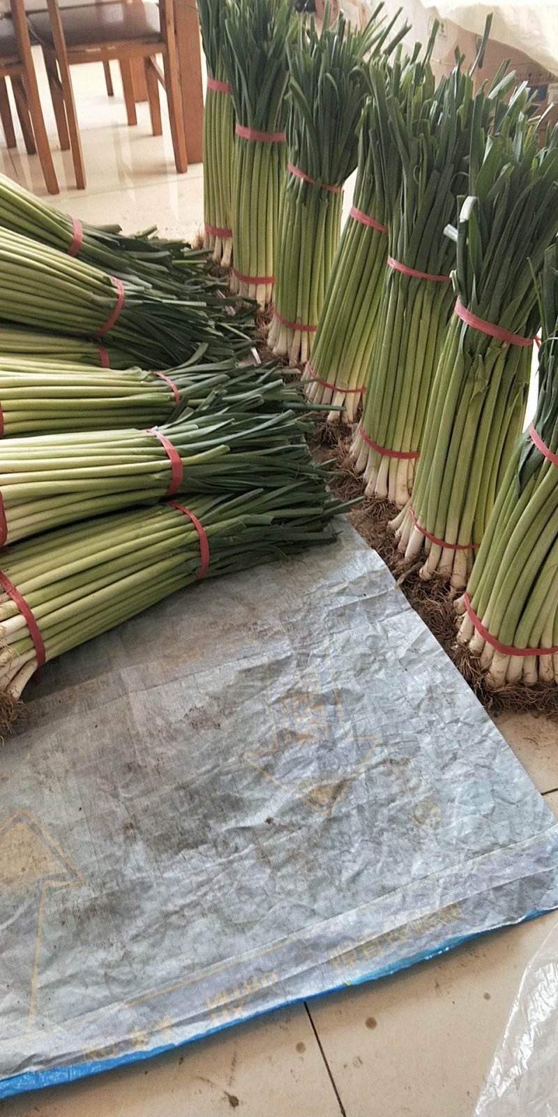 四季蒜苗白根杆长60叶片好粗细都有