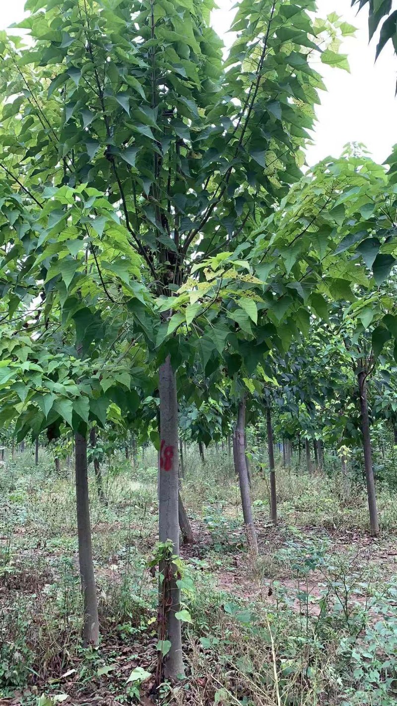 2公分梓树米径3公分楸树当年苗3公分楸树价格